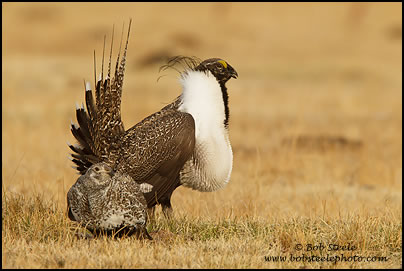 Greater Sage-Grouse (Centrocercus urophasianus)