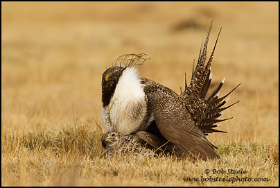 Greater Sage-Grouse (Centrocercus urophasianus)