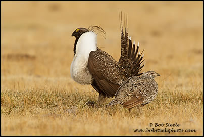 Greater Sage-Grouse (Centrocercus urophasianus)