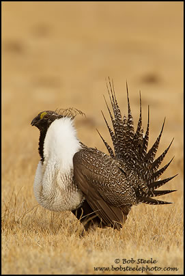 Greater Sage-Grouse (Centrocercus urophasianus)