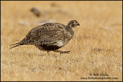 Greater Sage-Grouse (Centrocercus urophasianus)