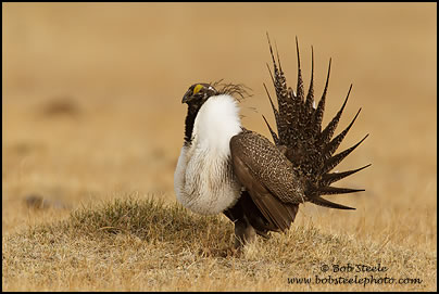 Greater Sage-Grouse (Centrocercus urophasianus)