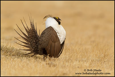 Greater Sage-Grouse (Centrocercus urophasianus)