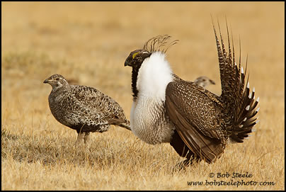 Greater Sage-Grouse (Centrocercus urophasianus)
