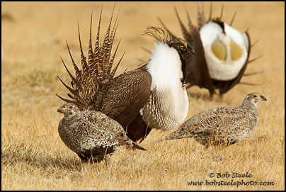 Greater Sage-Grouse (Centrocercus urophasianus)