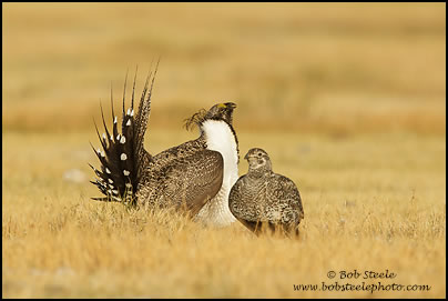 Greater Sage-Grouse (Centrocercus urophasianus)