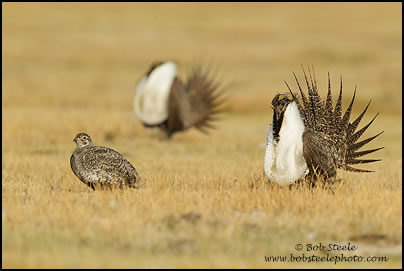 Greater Sage-Grouse (Centrocercus urophasianus)