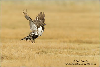 Greater Sage-Grouse (Centrocercus urophasianus)