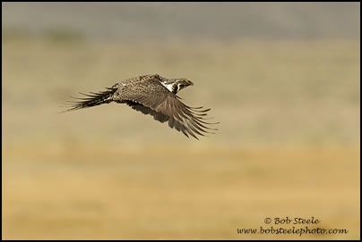 Greater Sage-Grouse (Centrocercus urophasianus)