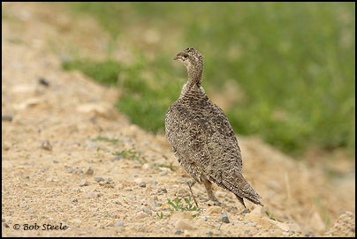 Greater Sage-Grouse (Centrocercus urophasianus)