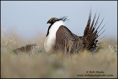 Greater Sage-Grouse (Centrocercus urophasianus)