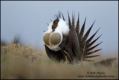 Greater Sage-Grouse (Centrocercus urophasianus)
