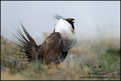 Greater Sage-Grouse (Centrocercus urophasianus)