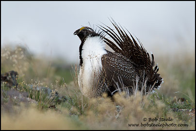 Greater Sage-Grouse (Centrocercus urophasianus)