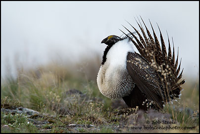 Greater Sage-Grouse (Centrocercus urophasianus)