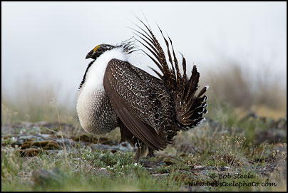 Greater Sage-Grouse (Centrocercus urophasianus)