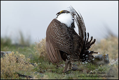 Greater Sage-Grouse (Centrocercus urophasianus)