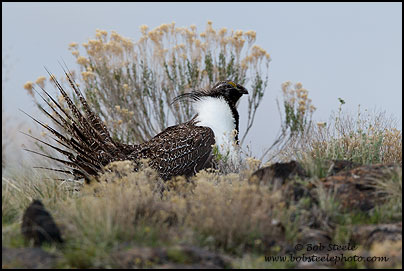 Greater Sage-Grouse (Centrocercus urophasianus)