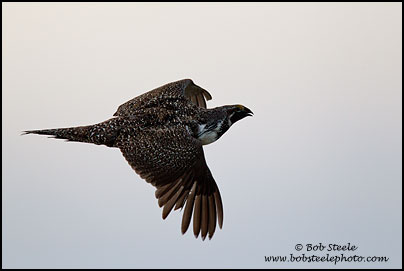 Greater Sage-Grouse (Centrocercus urophasianus)