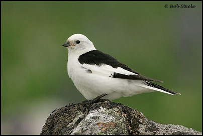 Bob Steele Photography - Snow Bunting (Plectrophenax nivalis) Bob Steele Photography - Snow Bunting (Plectrophenax nivalis)