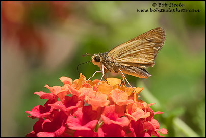 Fiery Skipper (Hylephila phyleus)