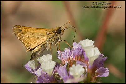 Fiery Skipper (Hylephila phyleus)